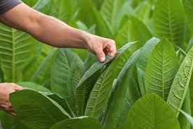 Oriental Tobacco